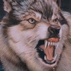 "Beast of Prey Wolf" 2012, Buntstift, Wachsstift, Fettstift auf Papier, 55x45cm